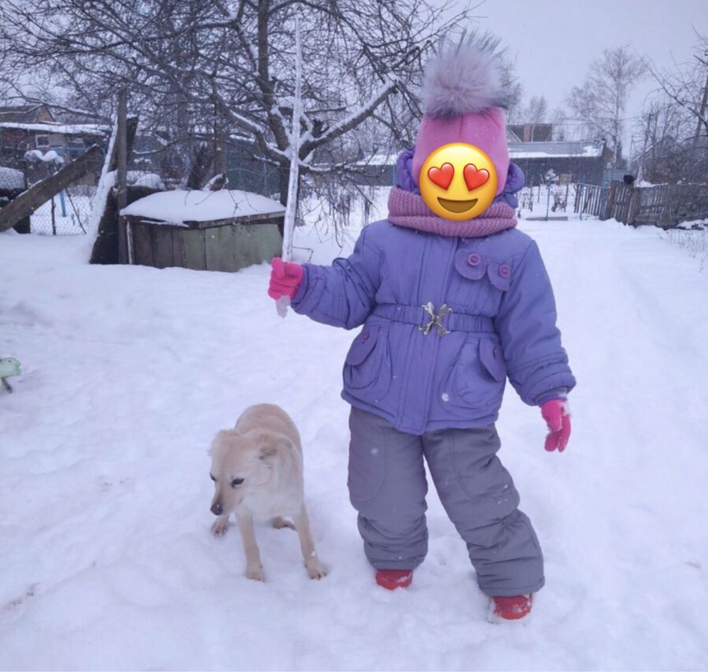 Білочка у добрі руки. Вік 2 роки. Стерилізована