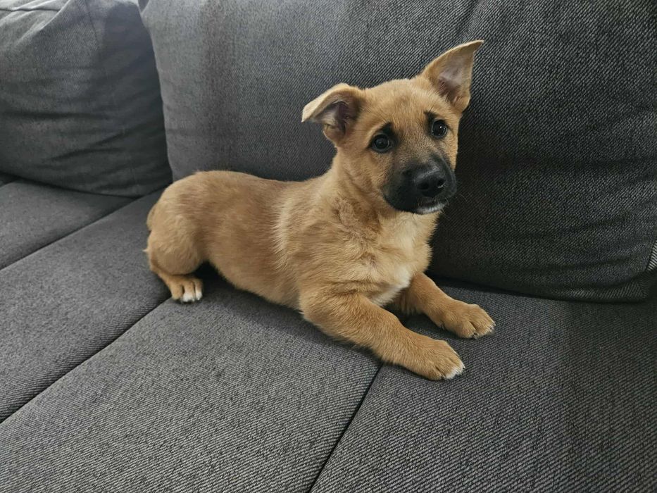 Mały bystry szczeniak, Maksio