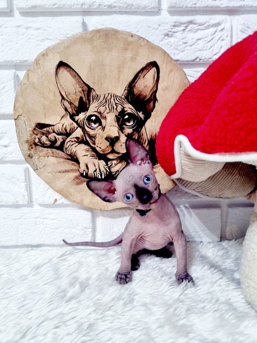 Uroczy Dragon sfinks kanadyjski FPL