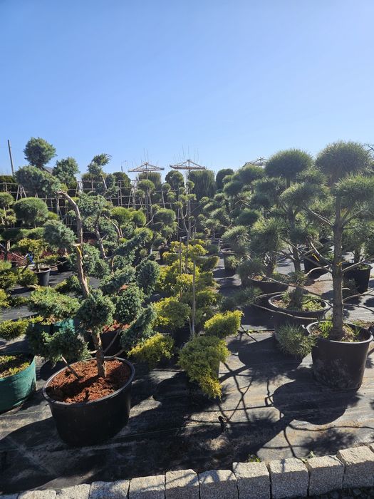 Cisy formowane bonsai.Sosna.Jałowiec. Kratownica.Panel