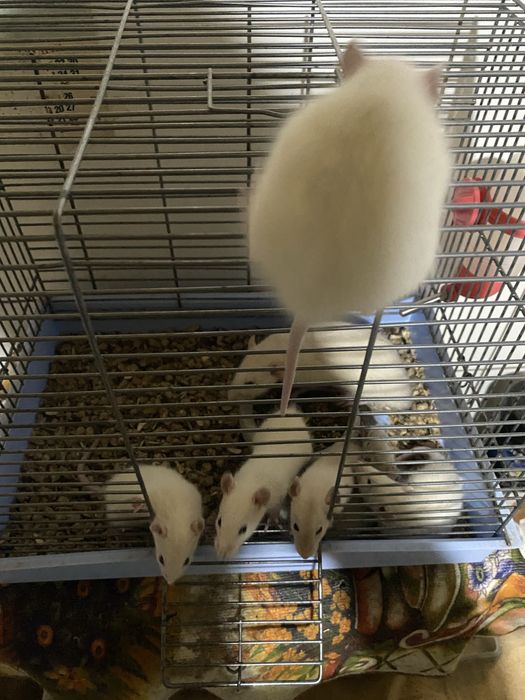 Криси 2 тижні маленькі