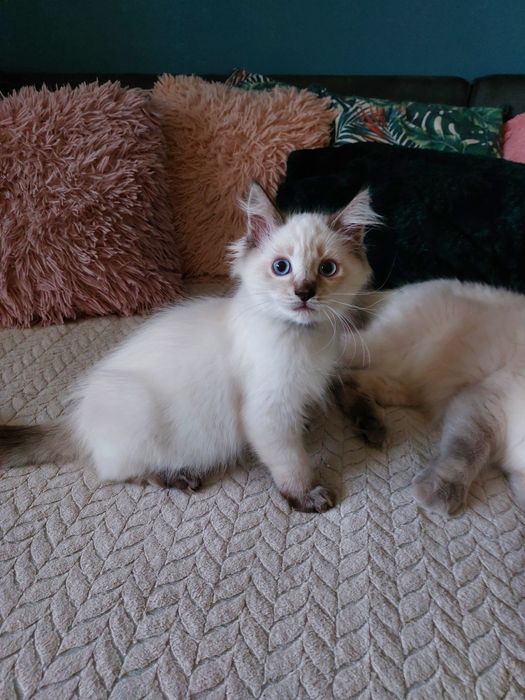 CASSIEN  kocurek  Ragdoll FPL/FIFE