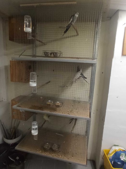 calopsitas caturras para cedência