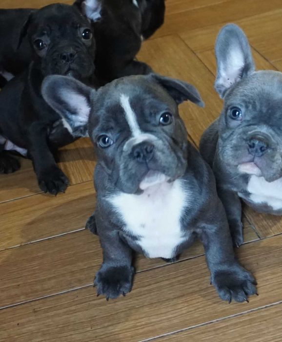 buldog francuski piesek