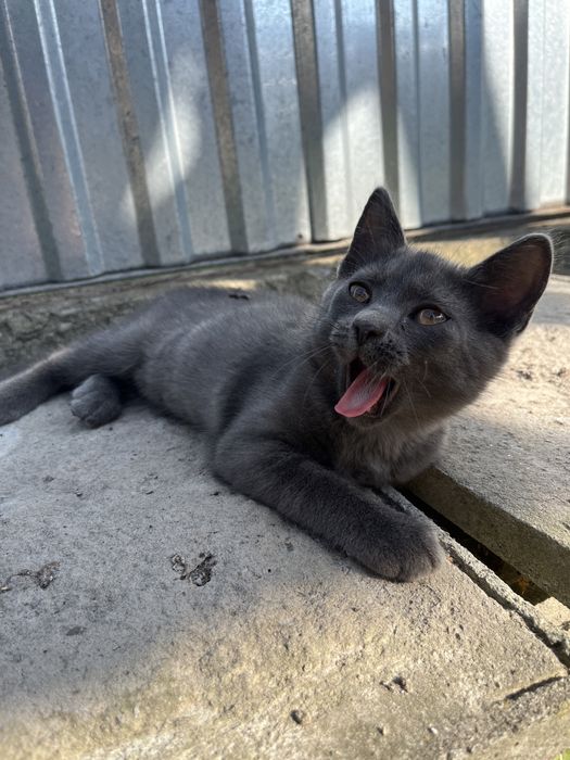 Віддам у добрі руки кішку