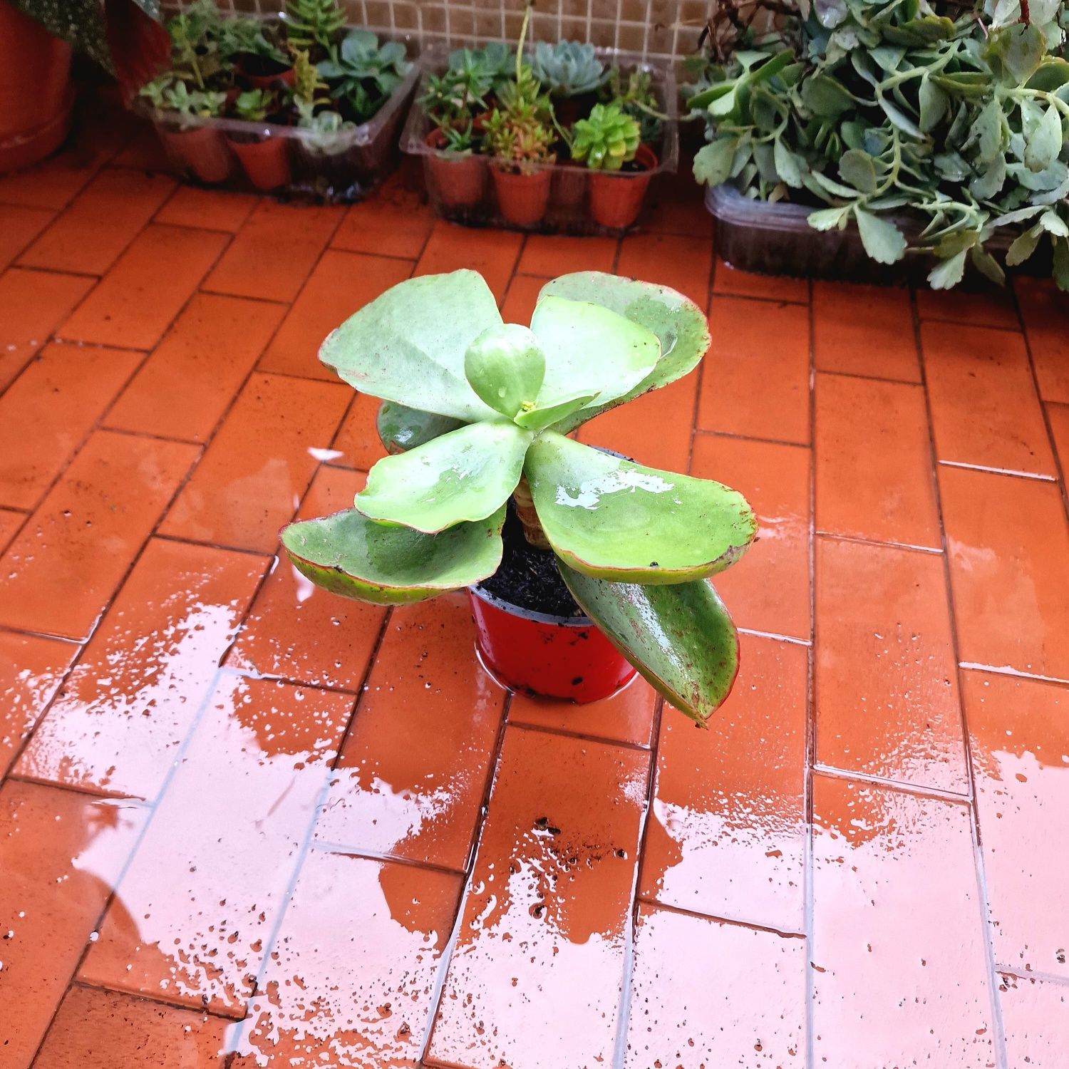 Lindíssima suculenta, em vaso