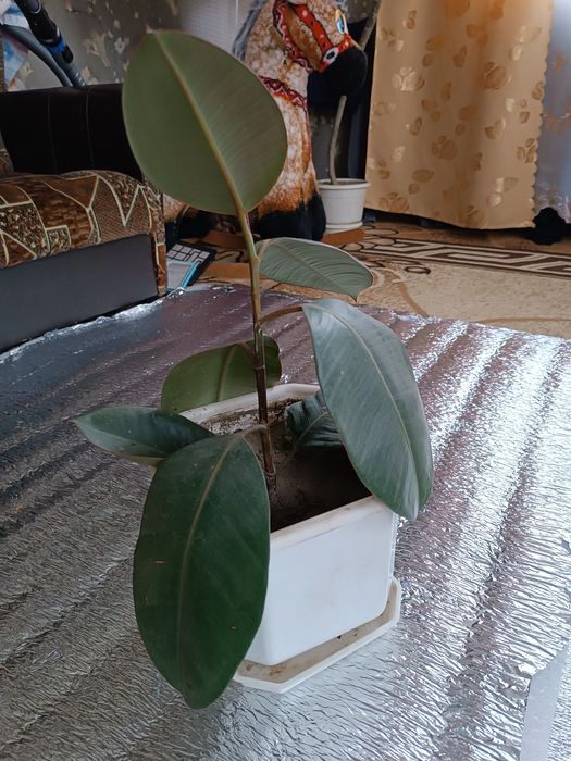 Фікус широколистий