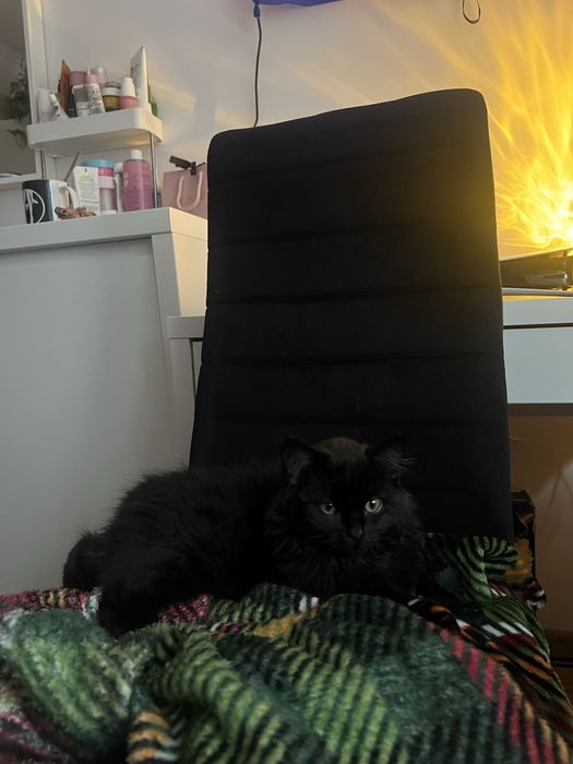 oddam kotka czarnego