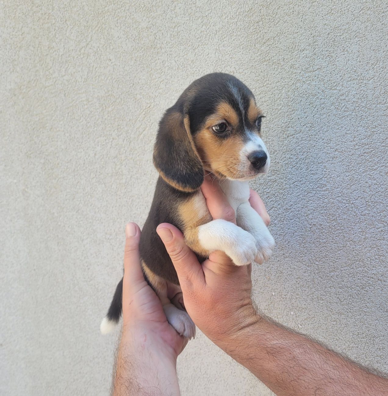 Femea beagle tricolor