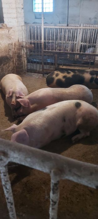 Продам свиней откорм 18 голов