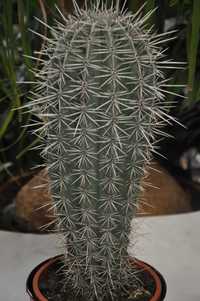 Kaktus Pachycereus