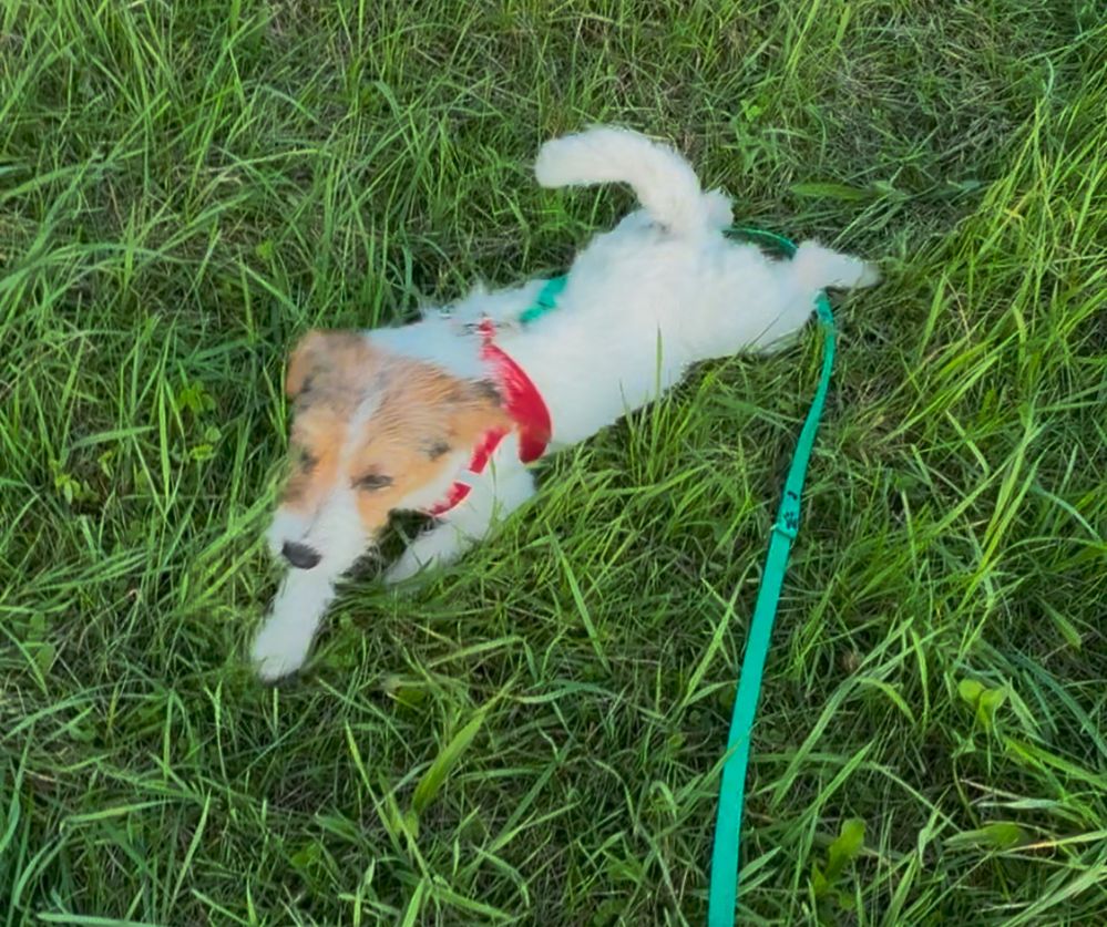 Jack Russell Terrier ZkwP FCI.
