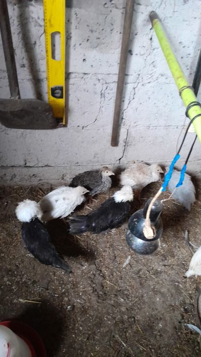 Sprzedam indyki i bialoczuby