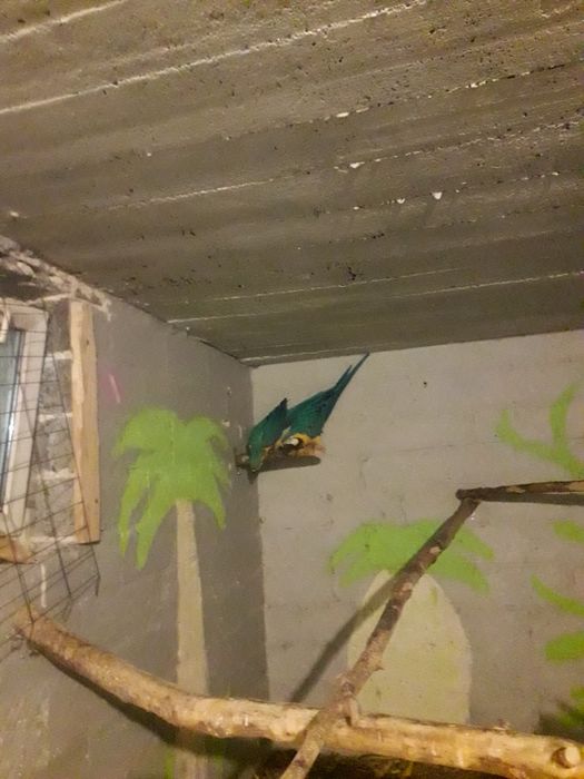 Ary ararauny sprzedam