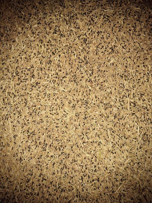 Продам Пшеницу (Отход)