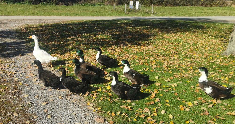 Jaja Lęgowe Kaczki Dworki Staropolskie (Kwaki, Francuskie, Biegusy)