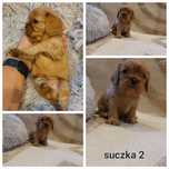 Cavalier king charles spaniel szczenięta