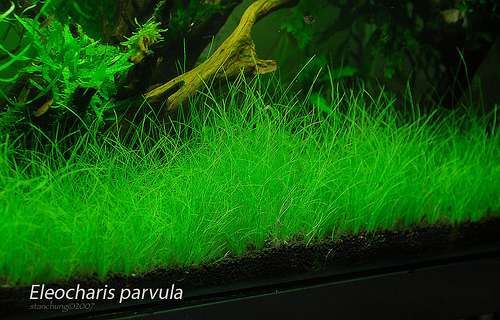 Eleocharis parvula Trawnik