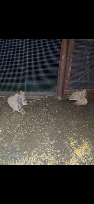 Sprzedam golebie pawiki dwie pary