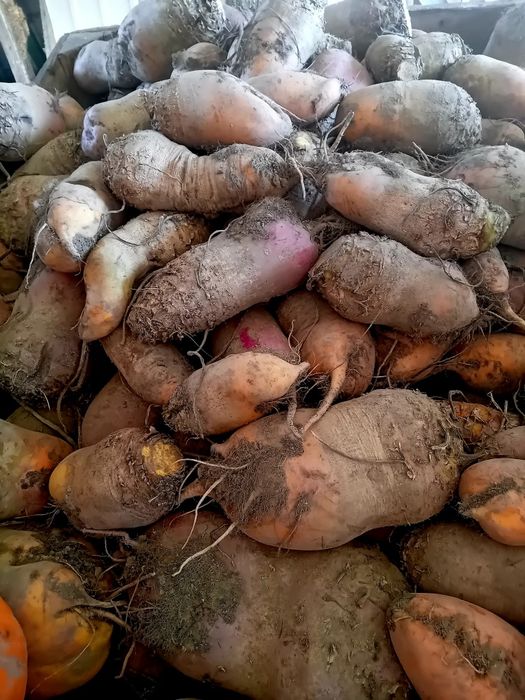 Buraki pastewne dla zwierząt,odpadowe