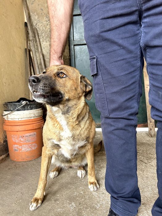 Adoção Responsável - Cadela