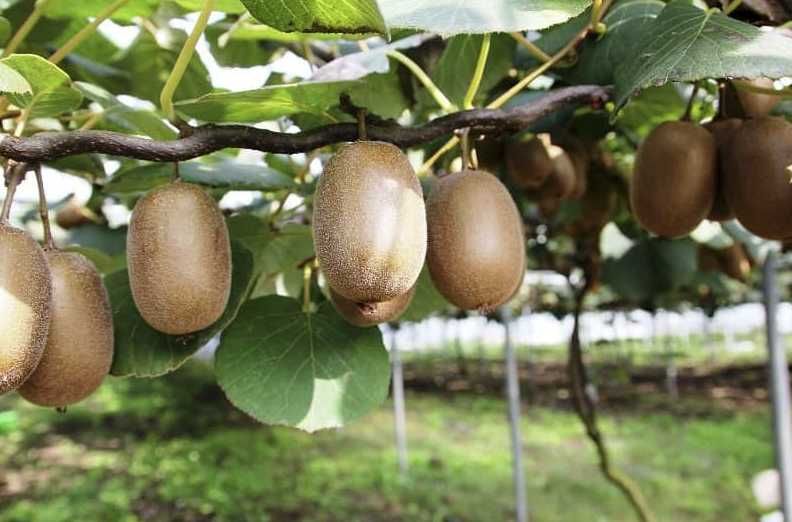 vendo Kiwis 100% biológicos