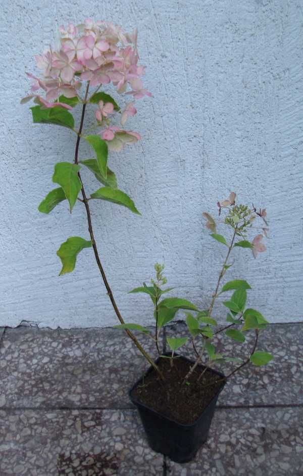 HORTENSJA GRANDIFLORA - sadzonki w doniczkach