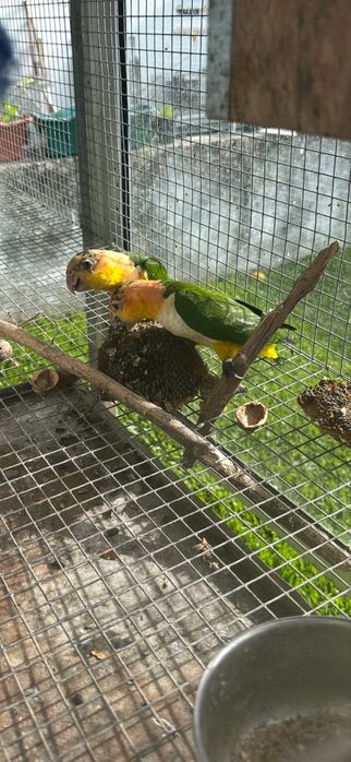 Marinha de Cabeça Canela