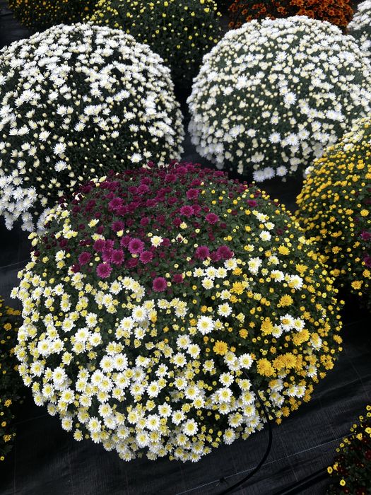 Chryzantemy od Producenta