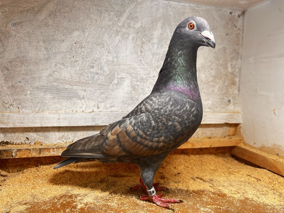 Gołębie pocztowe samce i samiczki opal rubella żółte