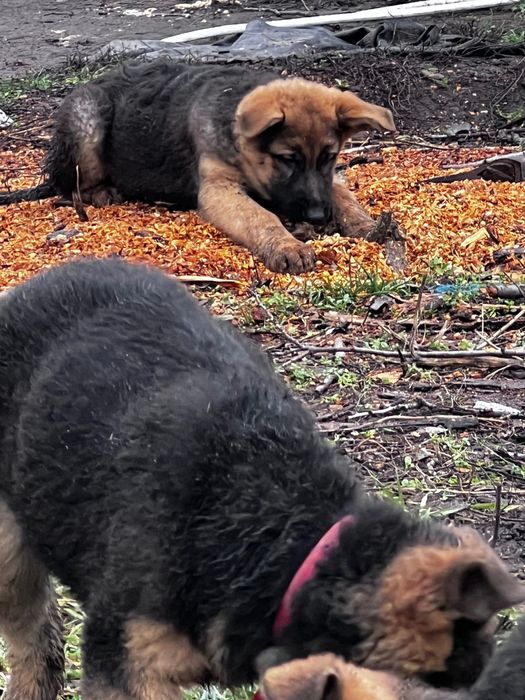 Цуценята Німещької вівчарки