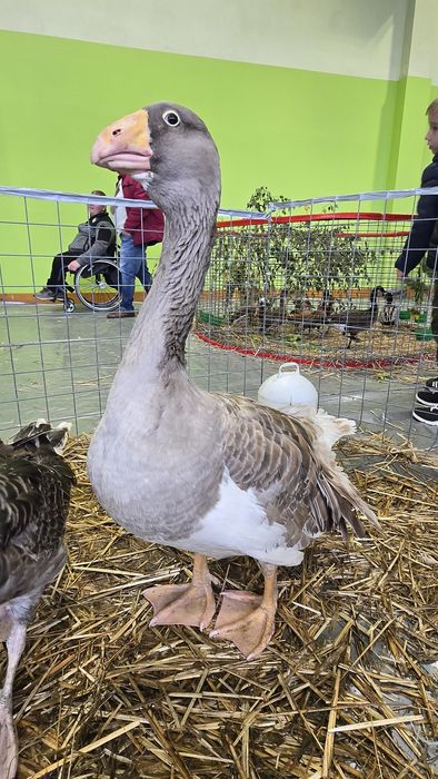 Samiec gęsi bojowej Tula Litewska Linia!