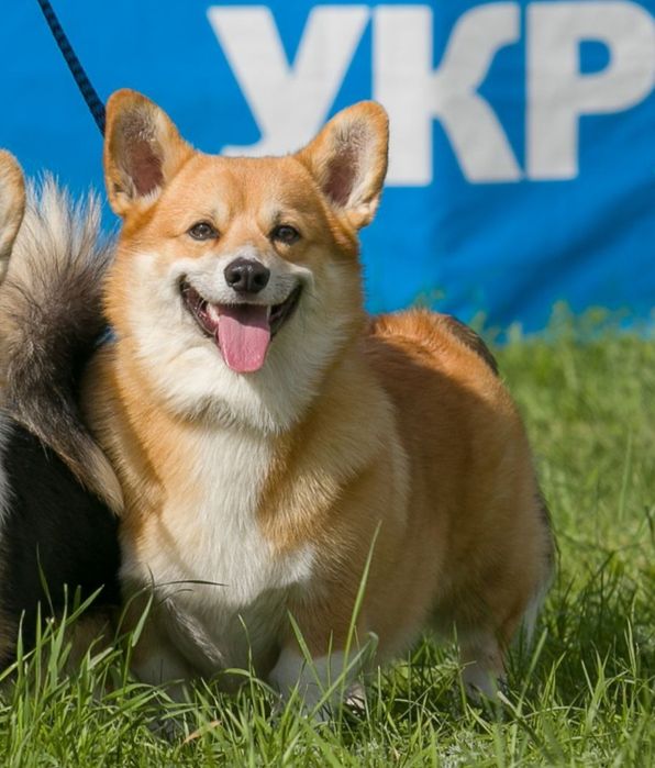 Взрослый кобель вельш корги пемброк КСУ
