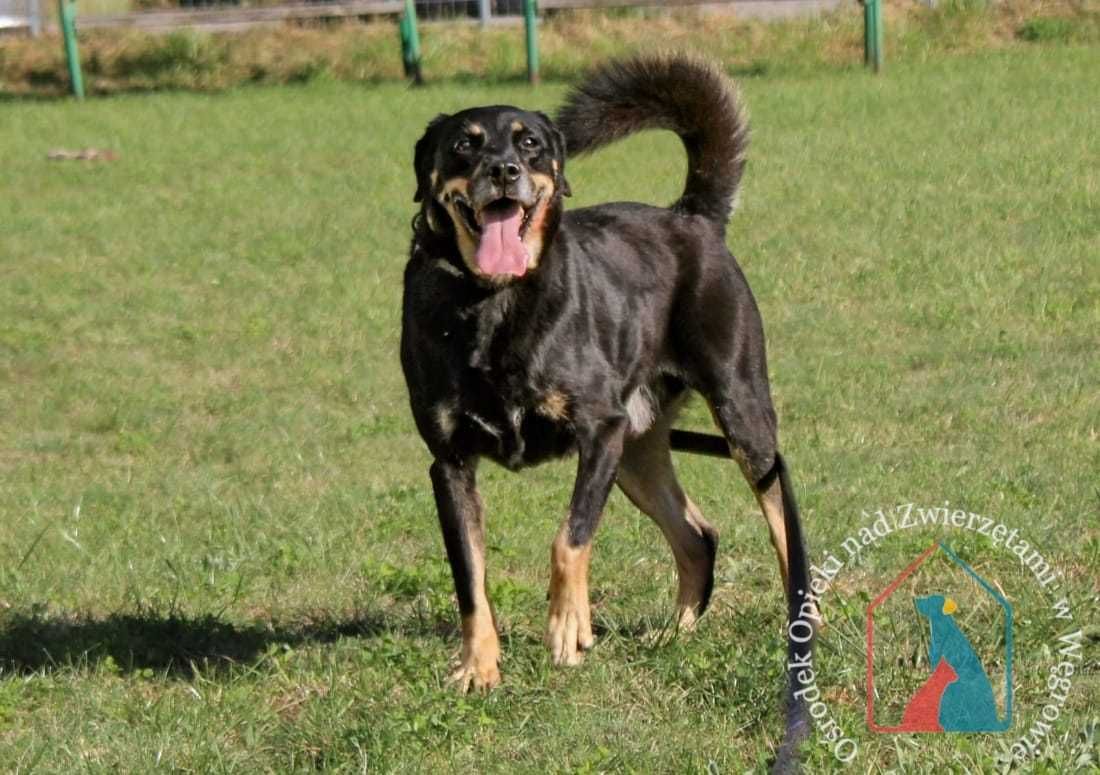 WESOŁY, towarzyski, przesympatyczny DINGO - kocha ludzi - adoptuj !!!