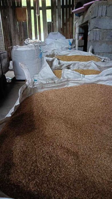 Mieszanka owies,pszenica