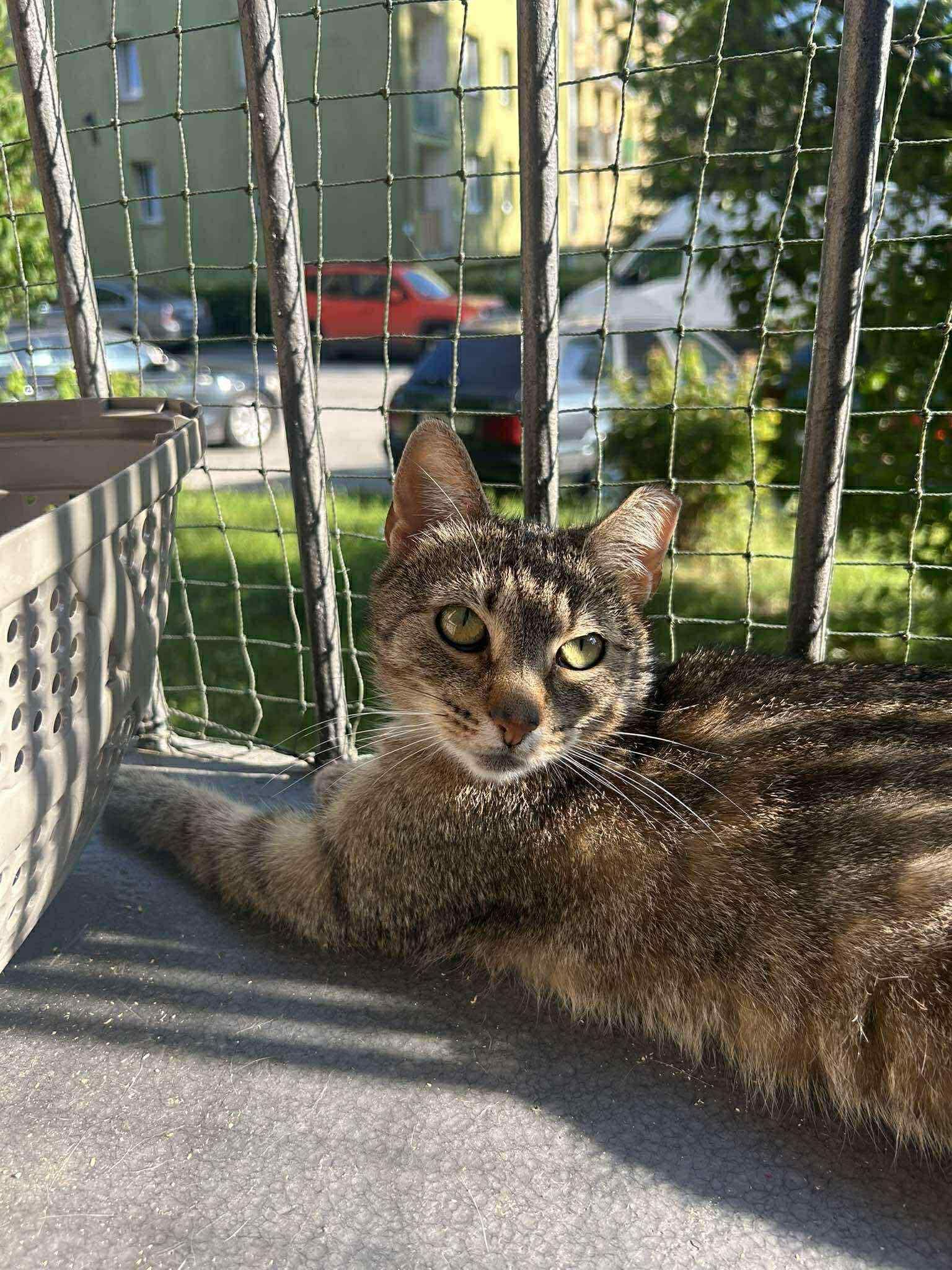 Pyza - śliczna, filigranowa bura kotka szuka domu. Nie kupuj adoptuj!