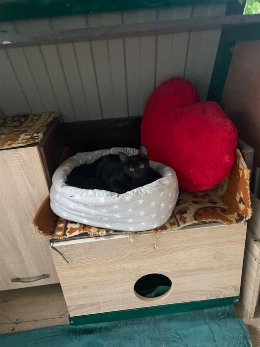 Шикарна Красунечка! 2 місяці!