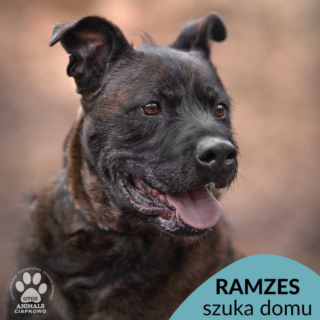 Ramzes szuka odpowiedzialnego domu w OTOZ Animals Schronisku Ciapkowo!