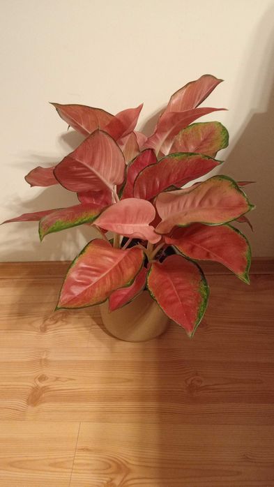 Aglaonema aglomema roślina