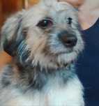 Piesek do adopcji za darmo