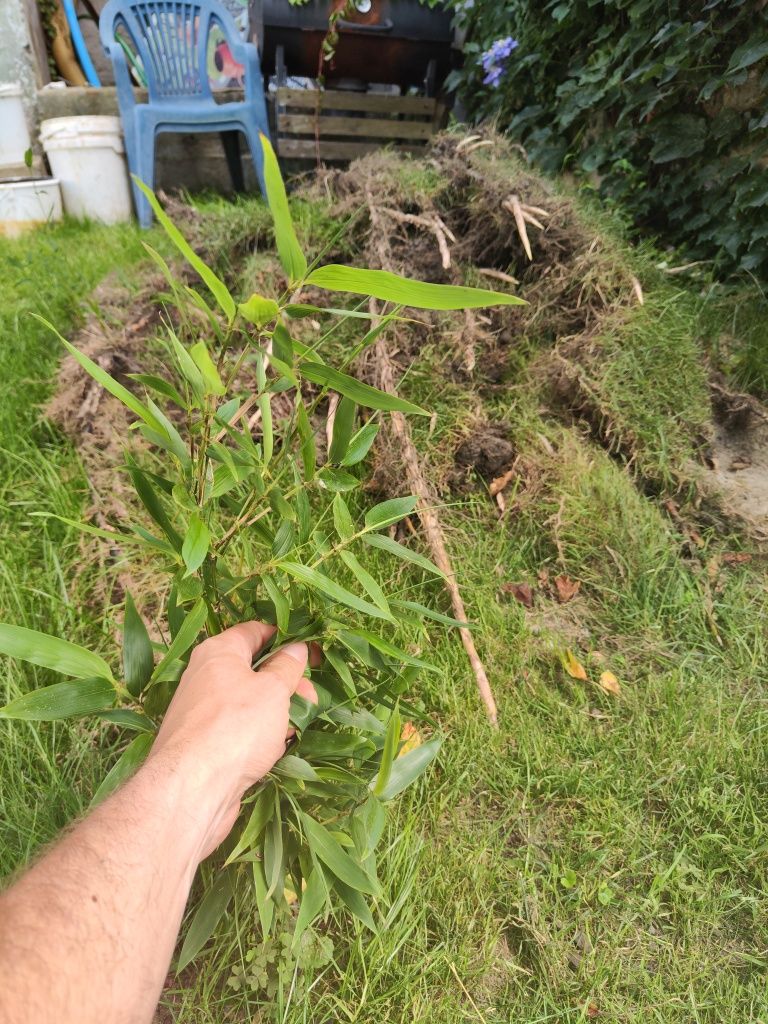 Bambus czarny sadzonka CZARNY PHYLLOSTACHYS NIGRA z ogrodu