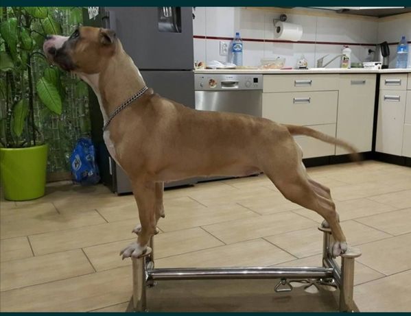 Happy Legs, urządzenie do nauki postawy wystawowej psa, show pose