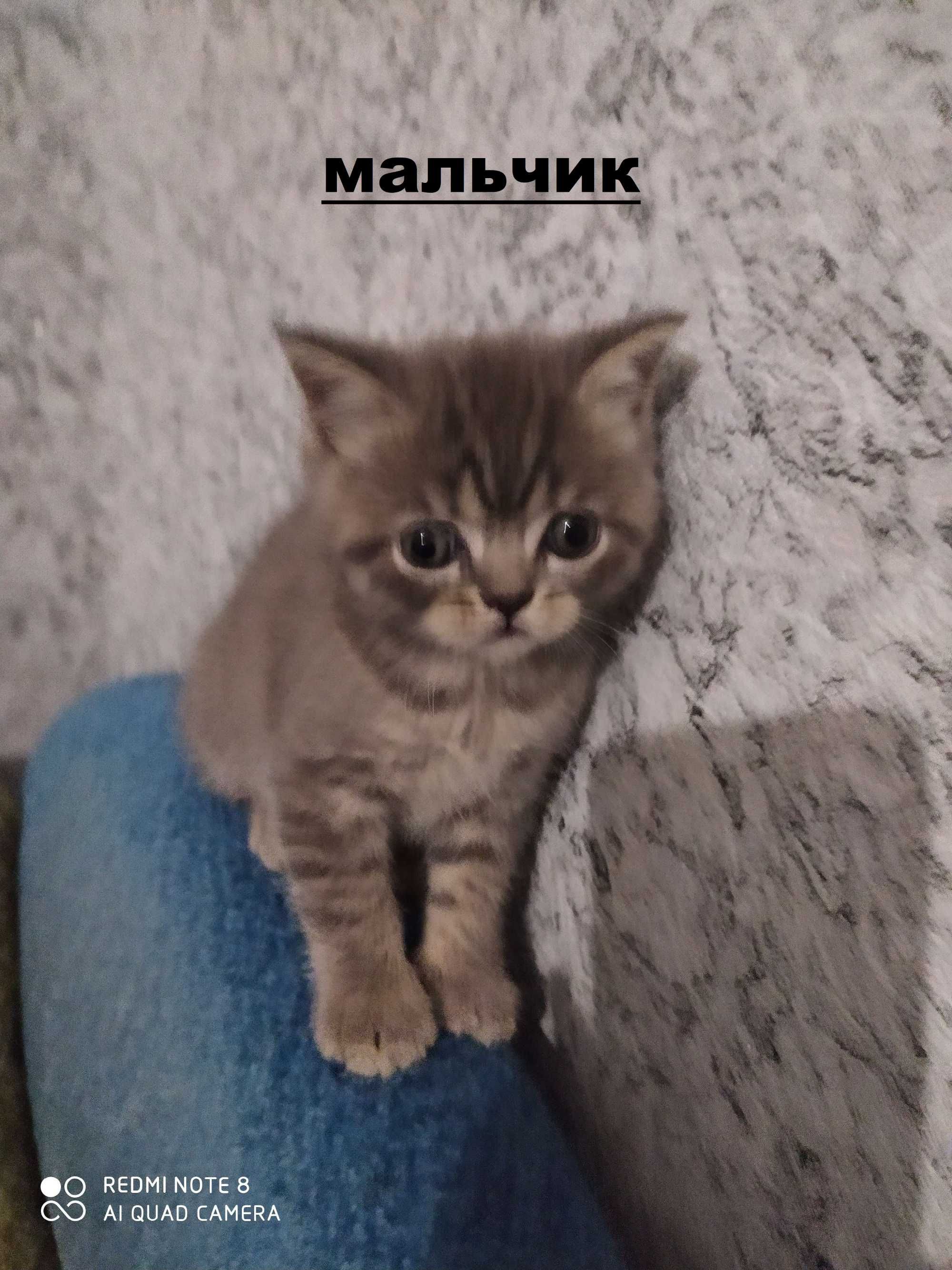 Продаются котята шотландские