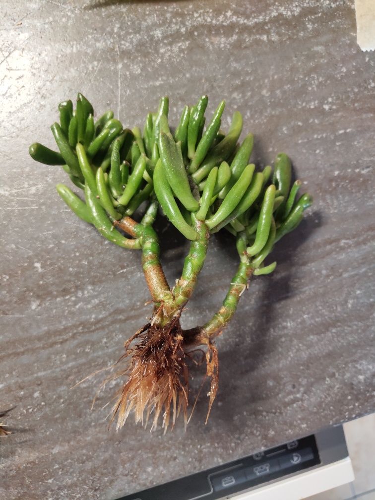 Sadzonki Crassula Hobbit