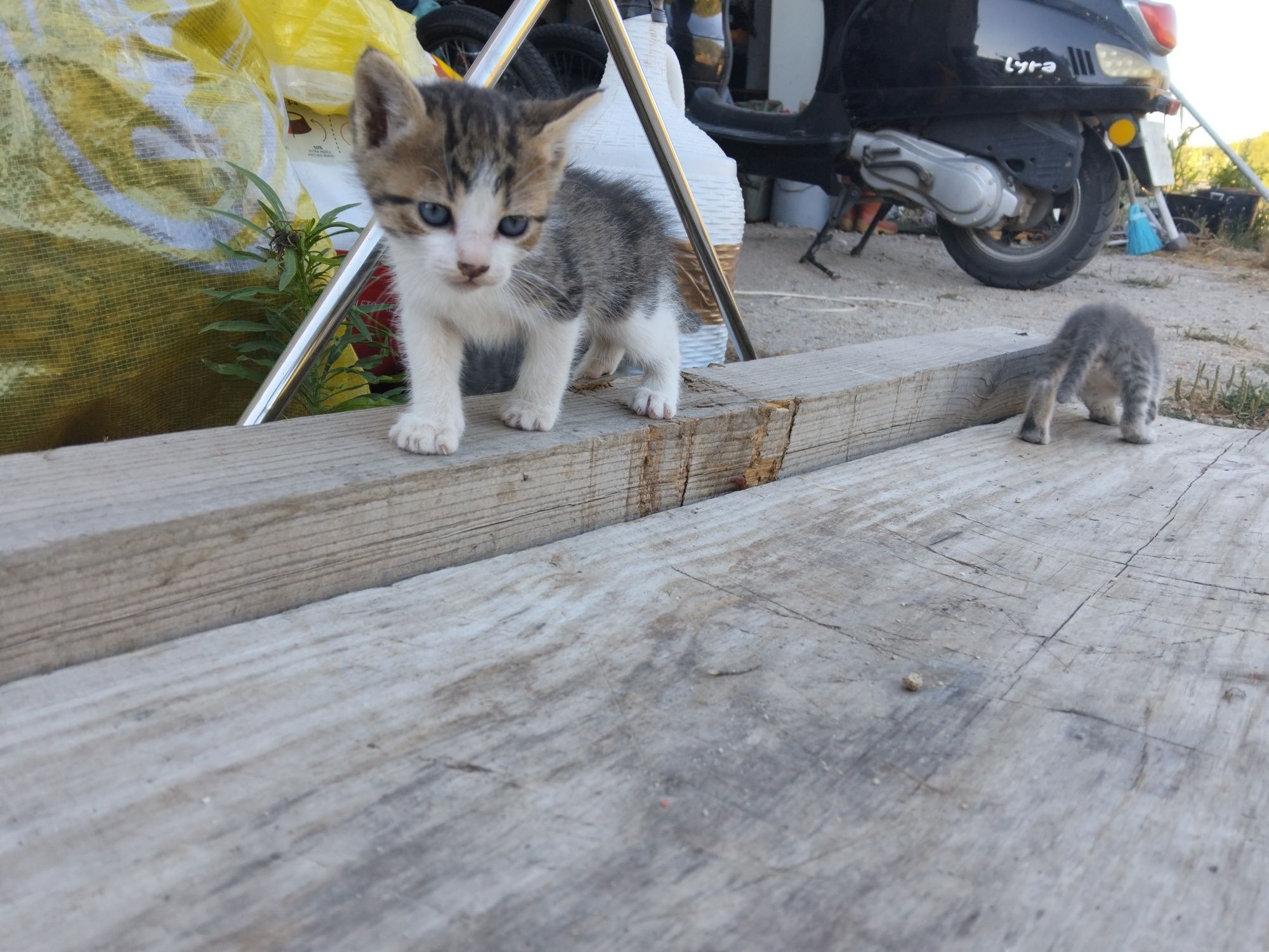 Gatinhos para Adoção