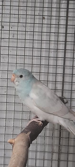 Casal Red Rumped  2025