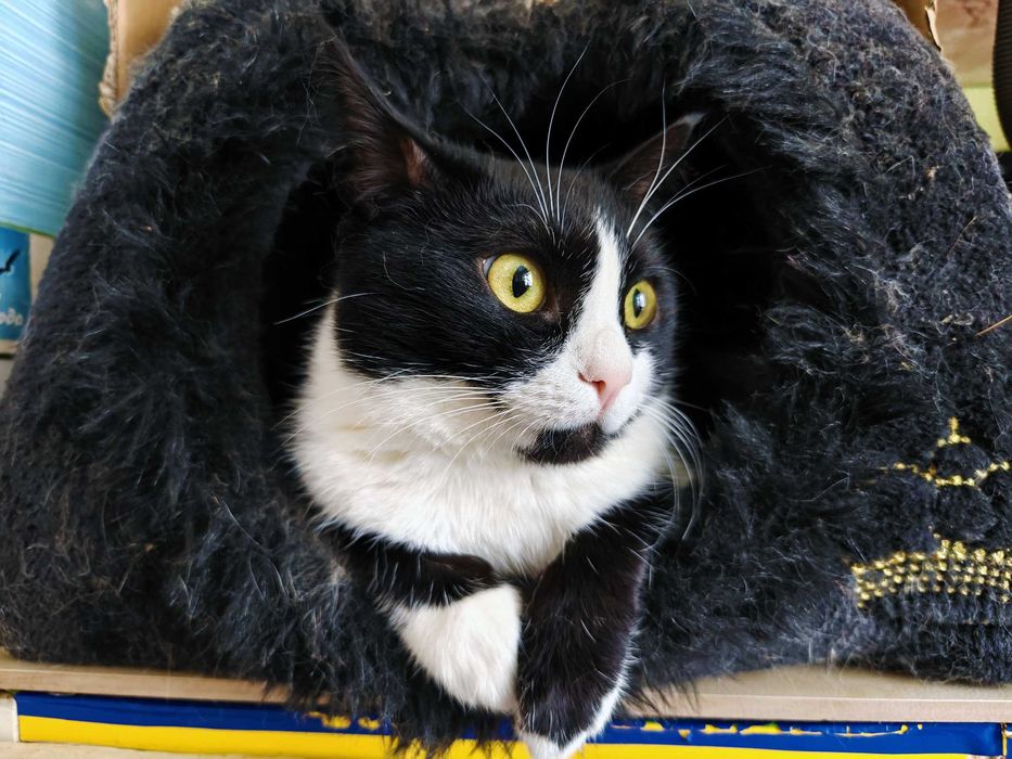 Маюша чекає на людину, якій подарує любов! кішка 1рік кошка кіт кошеня