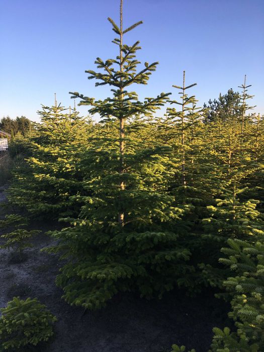 Jodła kaukaska prosto z plantacji , od 60 do 300 cm .