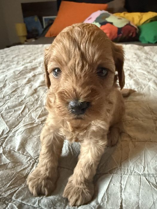 Urocza sinia Maltipoo / Poochon/Bichpoo /cavapoo/