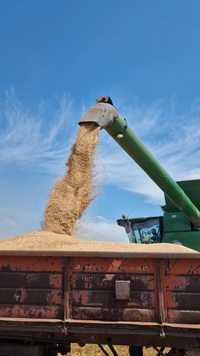 Продам пшеницу, зерно врожаю  2023 г